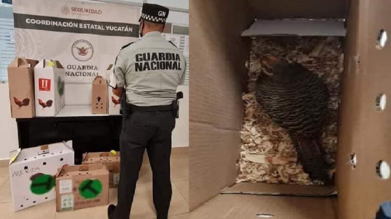 La GN y la PROFEPA decomisaron ocho faisanes en el aeropuerto de Mérida