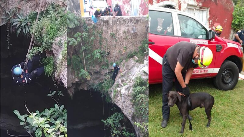 Bomberos de la SSP rescataron al Lobito, un perro que cayó en un cenote en Yaxcabá
