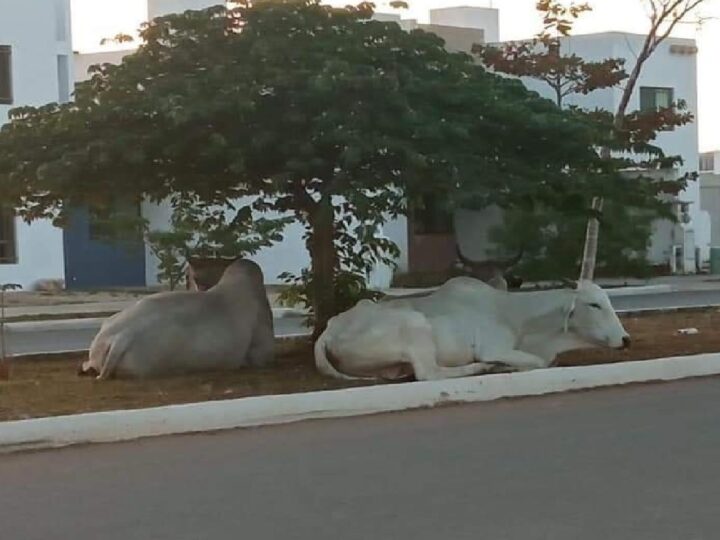 Tres ganados pasaron una mañana dominical bajo un árbol en una avenida en los Héroes
