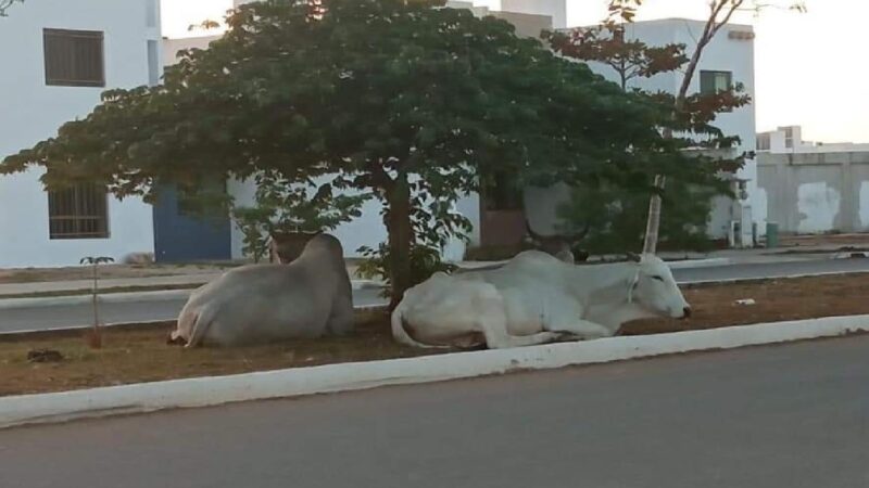 Tres ganados pasaron una mañana dominical bajo un árbol en una avenida en los Héroes