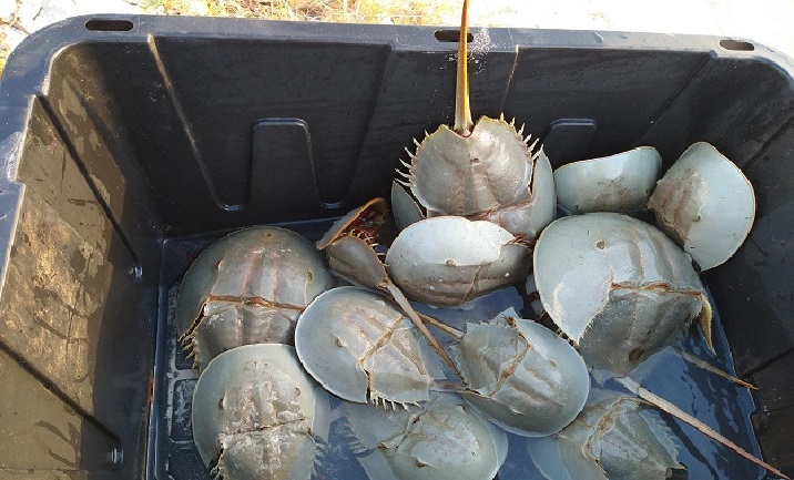 Telchaqueños denunciaron captura ilegal de Mesh “Cacerolita de mar”, prehistórico y en peligro de extinción