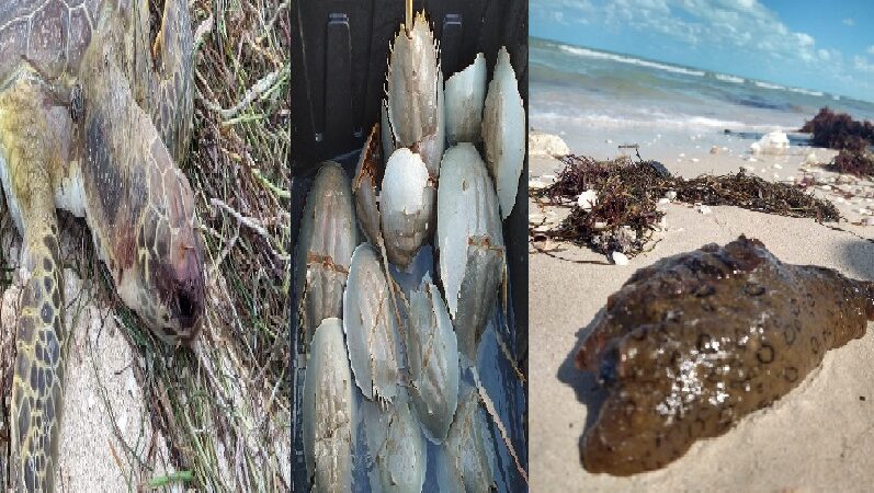 Pepino, Cacerolita y tortuga de mar depredadas entre Telchac y Santa Clara.