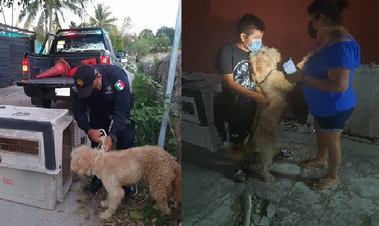 Después de meses extraviado “El Rayo”  ya está en casa, lo hallaron amarrado y abandonado.