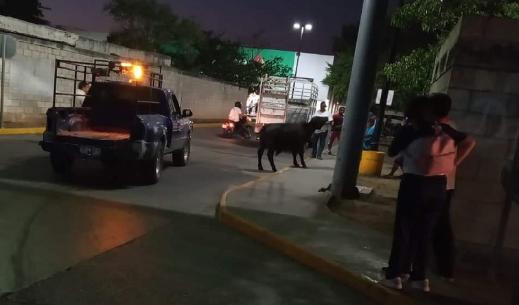 Un toro aterrorizo a ciudadanos de Umán: se escapó de una camioneta