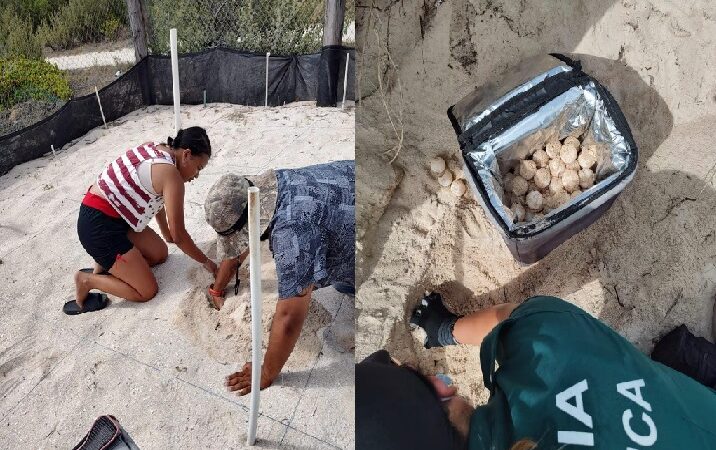 La policía ecológica rescató 71 huevos de tortuga en playas de Progreso