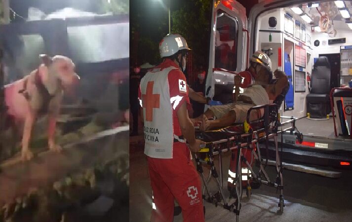 Un perro Pitbull salvo a un abuelito cuando lo intentaron matar en Progreso