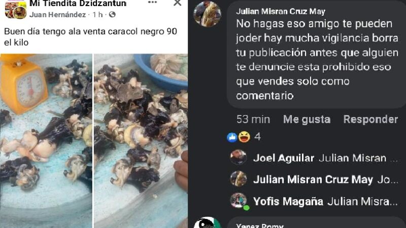 Denuncian buceo y comercialización furtiva de especies en veda en redes sociales