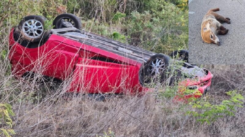 Par de turistas atropellaron un tejón y volcaron en vía Celestún- Kinchil