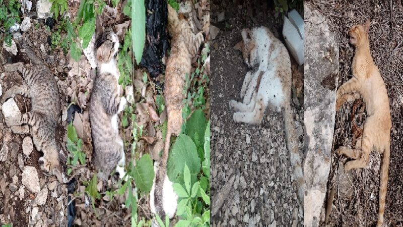 Personas sin escrúpulos volvieron a envenenar perros y gatos en Dzidzantún