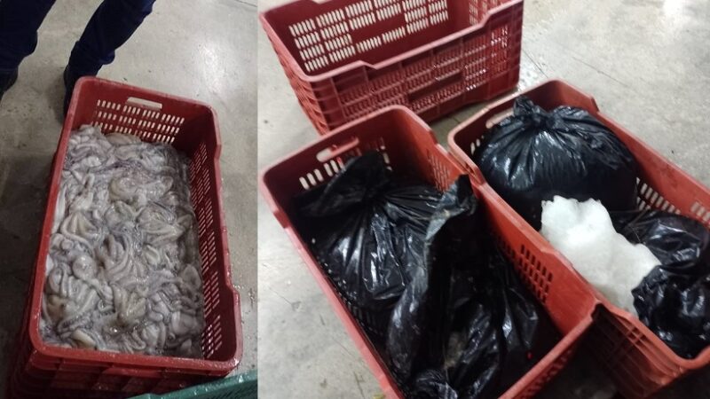 La SEMAR y CONAPESCA decomisó más de 67 kilos de pulpo fresco en Dzilam De Bravo