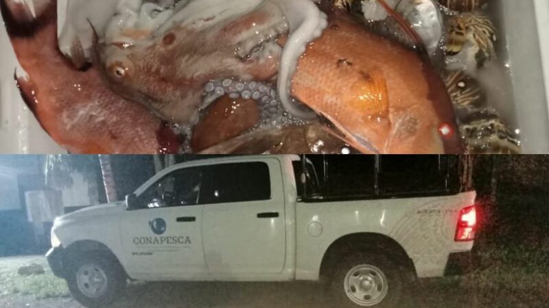 Detienen a tres sujetos en Río Lagartos: transportar pulpo especie en veda