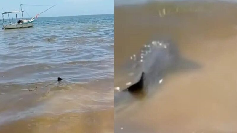 Captan un enorme tiburón Gato en la orilla de la playa en San Crisanto