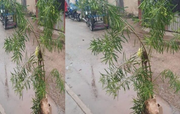 Para evitar accidentes vecinos de Acanceh plantaron ramas en peligrosos baches