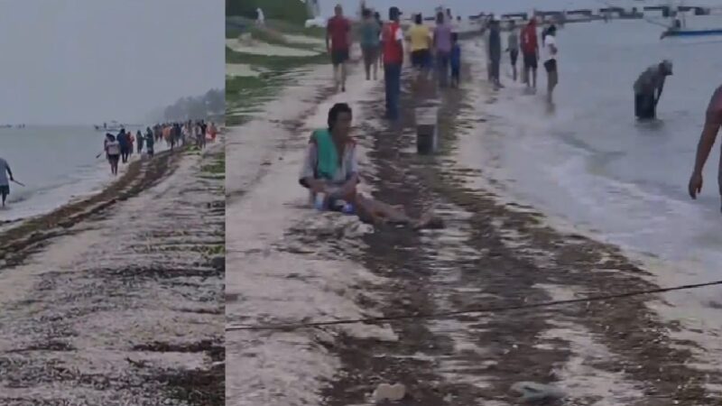 La marea roja abarranco langosta, pulpo y peces en la orilla de Telchac Puerto