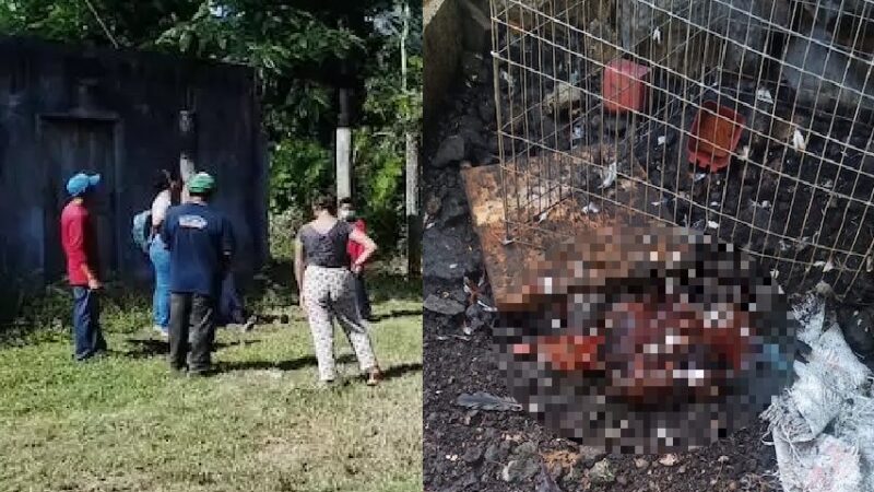 Dos perros uno mató cuatro gallos de pelea y otro causó un accidente en  Tizimín