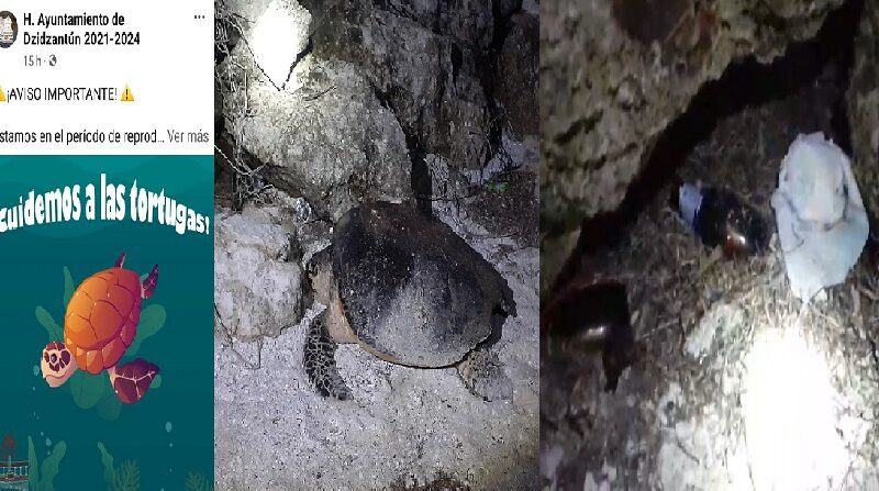 Protegen la pesca furtiva de pulpo y langosta ahora pide proteger nidos de tortuga