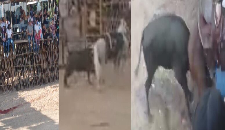 Un toro degollado y dos caballos corneados en sangriento torneo de lazo en Dzidzantún