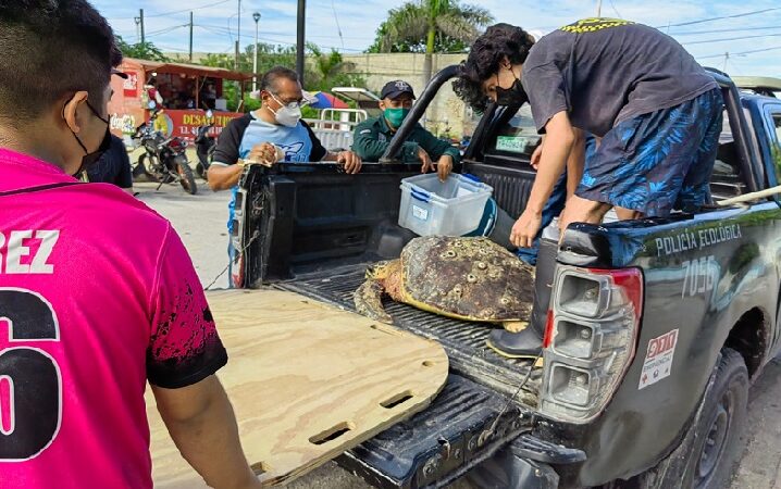 Policía ecológica rescató una tortuga de carey herida y con la piel desgarrada