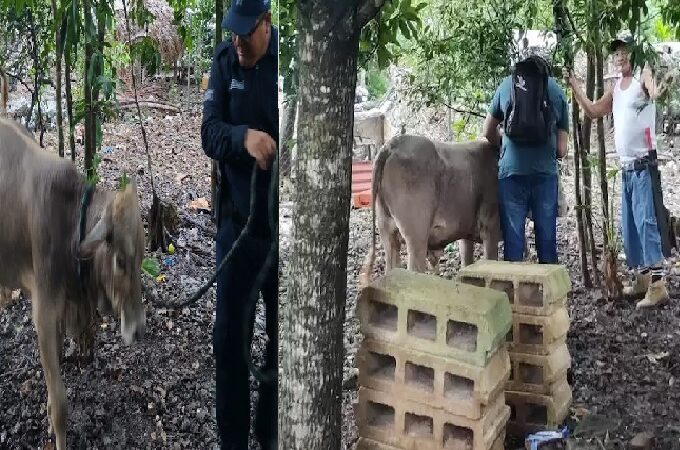 Un joven dejo un becerro pastando en un predio y se lo llevó el dueño del terreno