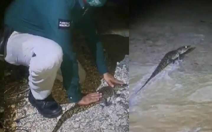 Policía ecológica de Progreso liberó a un pequeño lagarto en la “Zona Cero”