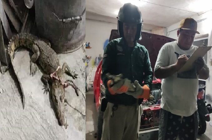 Policía Ecológica rescató un lagarto dentro de un taller mecánico en Progreso