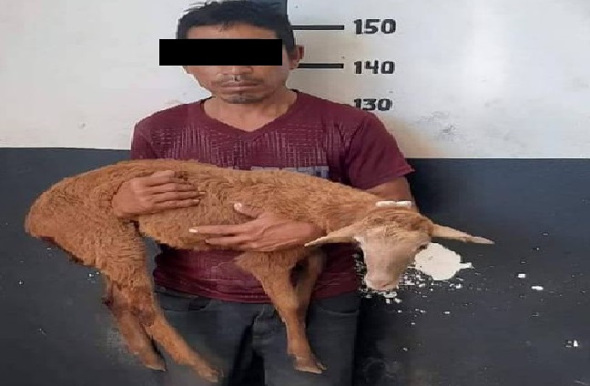 Por ser un patron gandalla y mala paga un empleado le robo un carnero: lo detuvieron