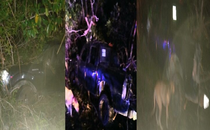 Se accidentó Firulais: su amo perdió el control de su camioneta y salió de la carretera.