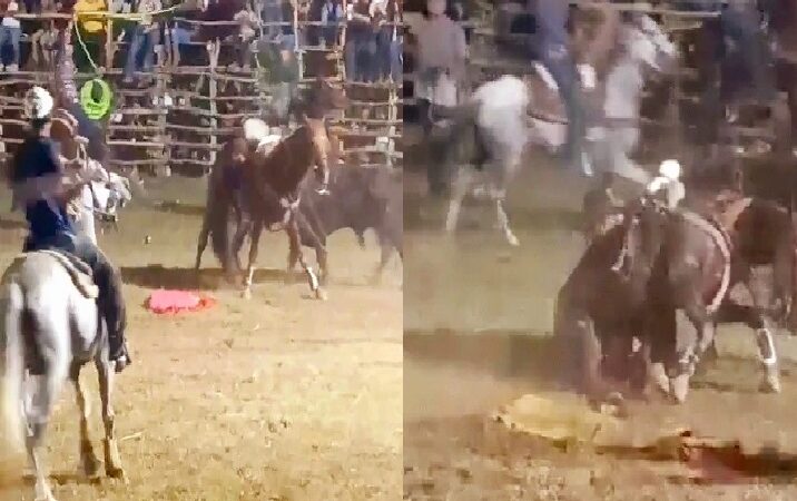 Alcalde de Samahil aprueba la barbarie y matanza de caballos en torneos de lazo