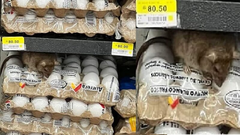 Atraparon a una enorme rata de huevos en un Walmart De Ciudad Caucel