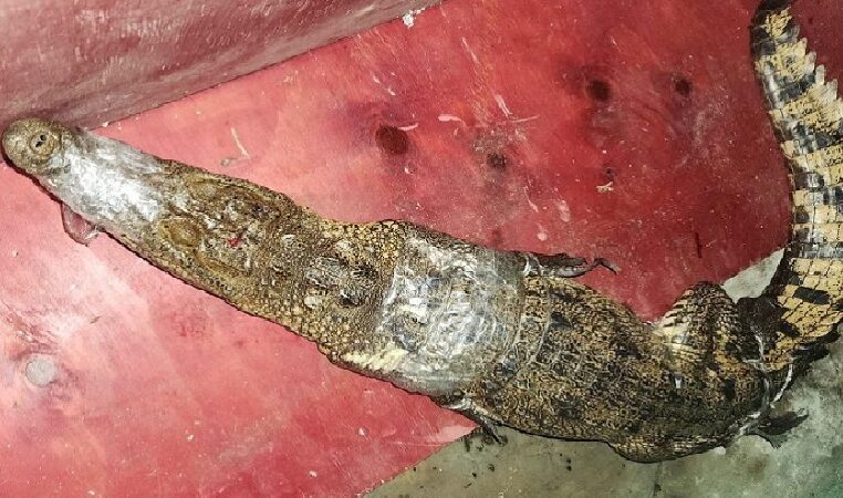 Un enorme lagarto es capturado en Kinchil y liberado en una aguada de Tetiz