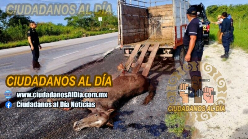 Chocó con un caballo y volcó en la Buctzotz- Sucila: una embarazada salió lesionada