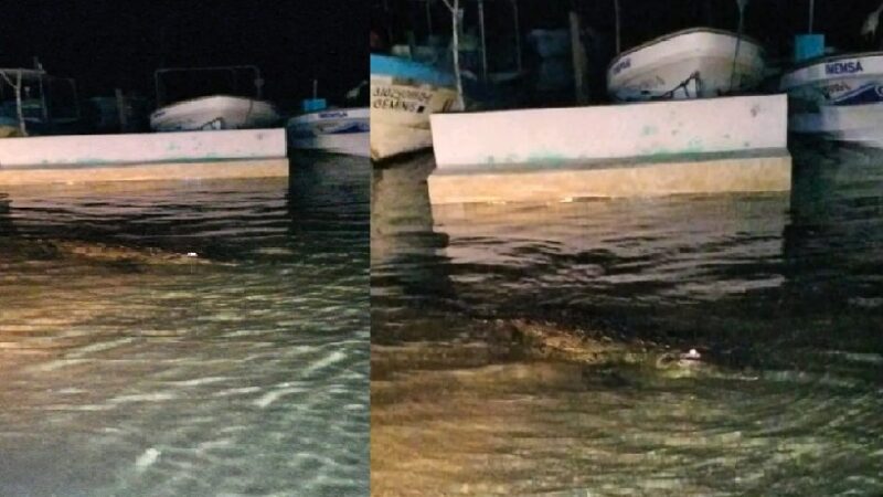 Enormes lagartos se pasean en el malecón de Rio Lagartos