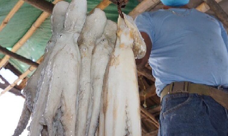 De 34 mil toneladas en el 2021 cayó a 15 mil la captura de pulpo en Yucatán