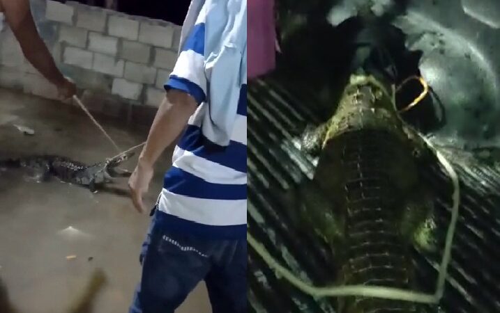 Vecinos de la colonia Canul Reyes atraparon un lagarto que salió de un desagüe