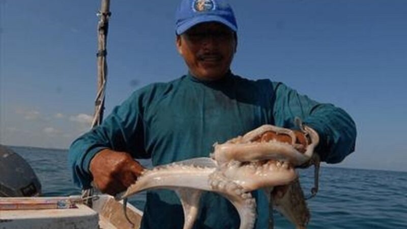 Concluye la temporada de captura de pulpo, no se completó el tonelaje esperado