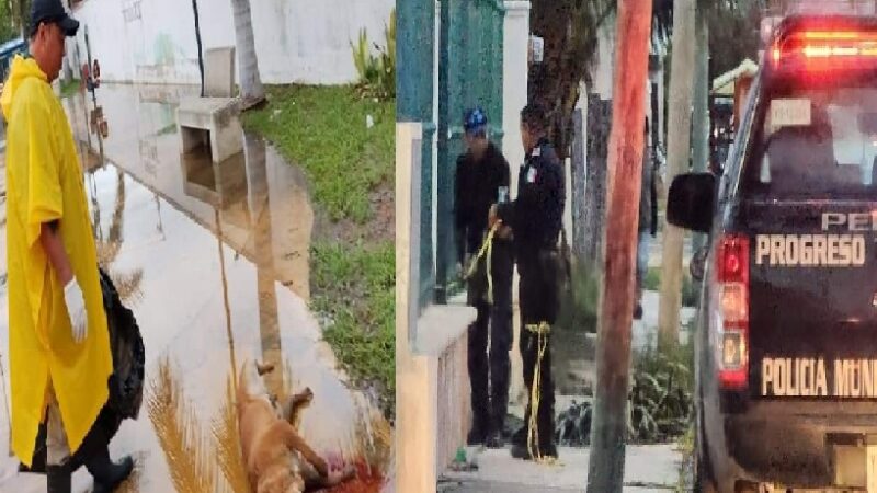 Lomito murió electrocutado piso un cable con corriente en el Parque Ecológico