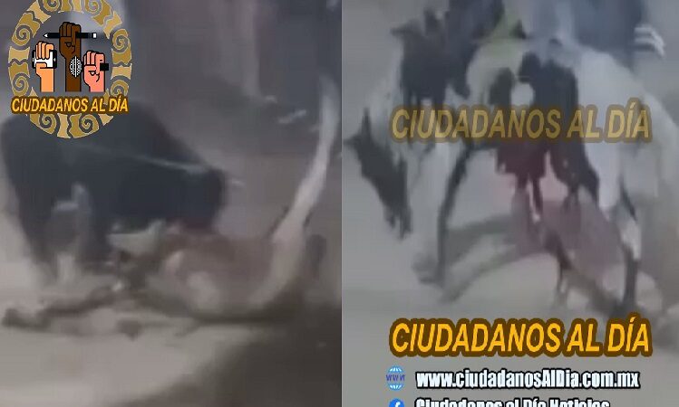 Toro destripa un caballo en el ruedo de Calotmul: ¿Y el gobierno del estado?
