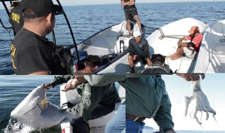 La Conapesca detuvo a cinco buzos campechanos y aseguró 79 kilos de pulpo fresco