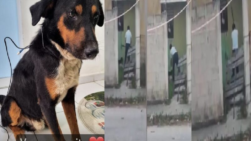 Rescataron a Aron el perrito que su dueño casi mató a golpes