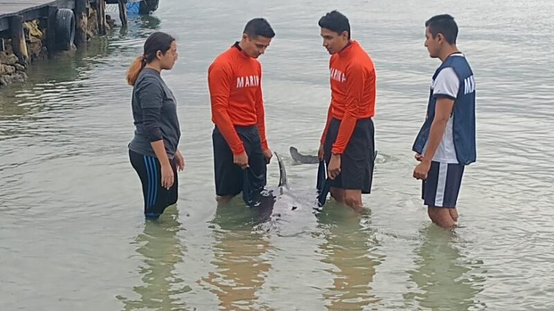 La Profepa liberará al delfín rescatado en el malecón de Progreso