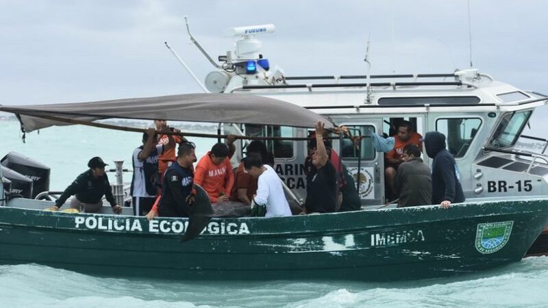 Autoridades liberaron a un delfín que varó en el malecón de Progreso