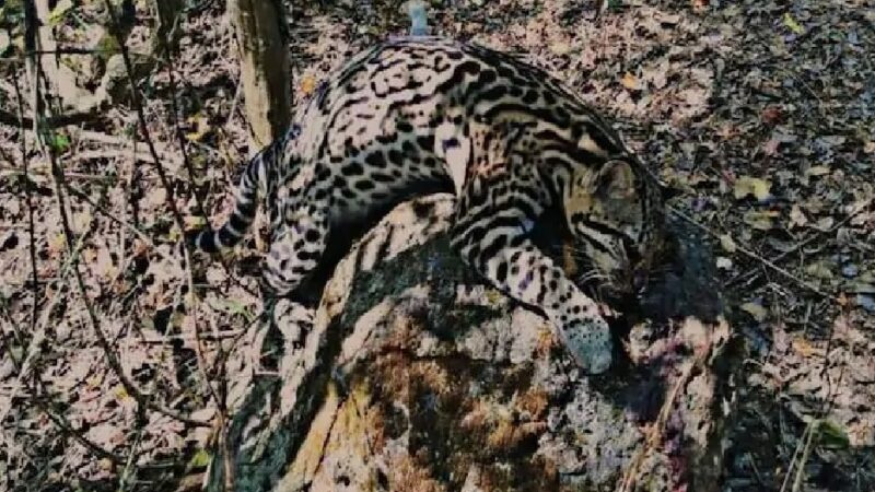Cazadores furtivos mataron un Ocelote en Chenkekén: felino en peligro de extinción