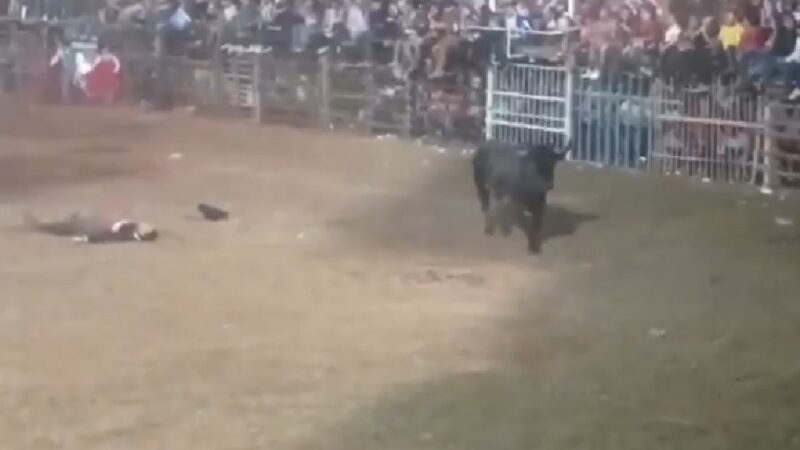 Un toro, el campeón de la noche, destripo un caballo, hirió a otro y a un poch vaquero.