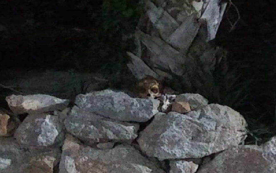 Hallan un cráneo humano en una albarrada de Acanceh