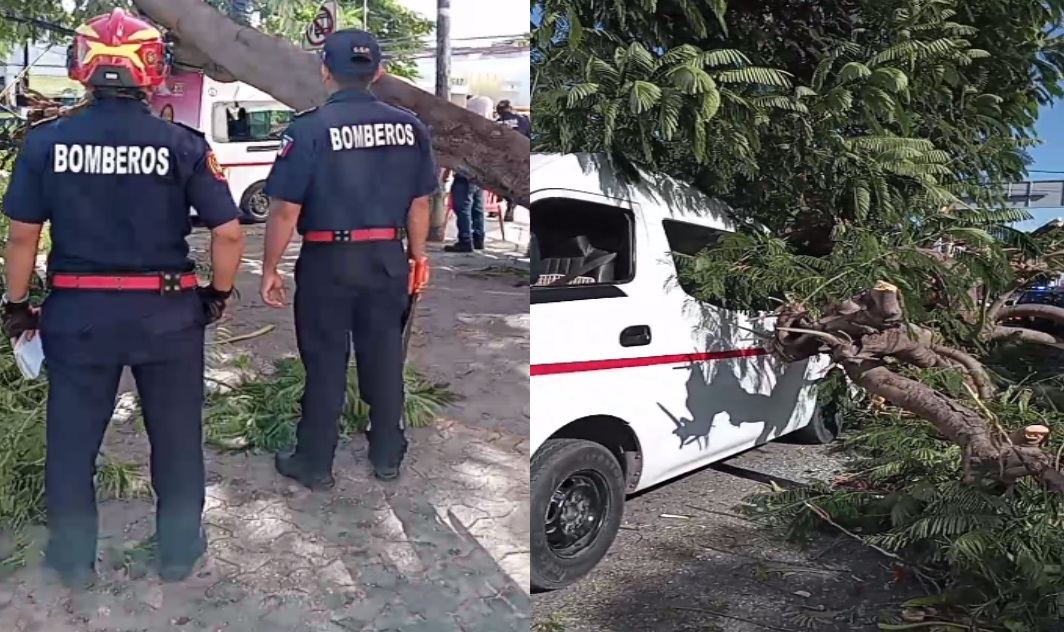 Van de la ruta San Lorenzo la aplasta un árbol en la avenida Itzaes: Una mujer resulto lesionada