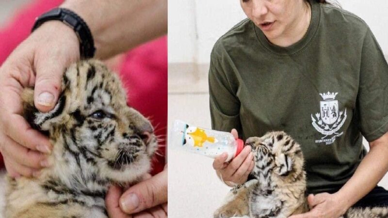 Decomisan un cachorro de tigre de bengala en el aeropuerto de Mérida