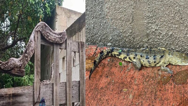 Capturan cocodrilo en Tizimín y ven una enorme Boa en Progreso.  