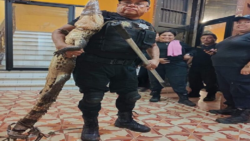 Un repartidor llega a entregar comida y halla a un cocodrilo, en Tixkokob