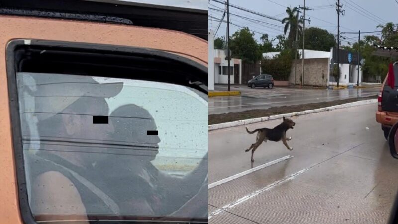 Pareja engendros abandona a su perro en medio de la lluvia, en Villas la Hacienda