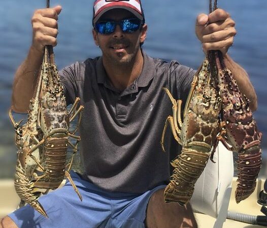 Se abre la temporada de langosta, beneficio para furtivos de “Pulpo y pepino de mar”  